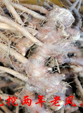 现挖新鲜老风姜月子姜高良姜鲜姜生姜袪寒湿温脾胃姜茶煲鸡煲汤材