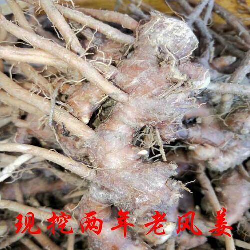 新鲜老风姜生姜去风袪湿散寒暖胃
