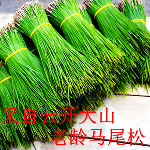 广东野生新鲜松针茶马尾松二针松叶酵素无糖全松茶松针保健养生茶