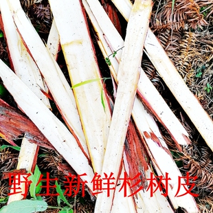 广东野生新鲜杉树皮杉皮沙树皮正杉皮刺杉皮泡杉皮药用树皮药材