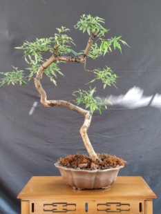 黄荆盆景素材荆条绿植黄金盆景文人盆景素材