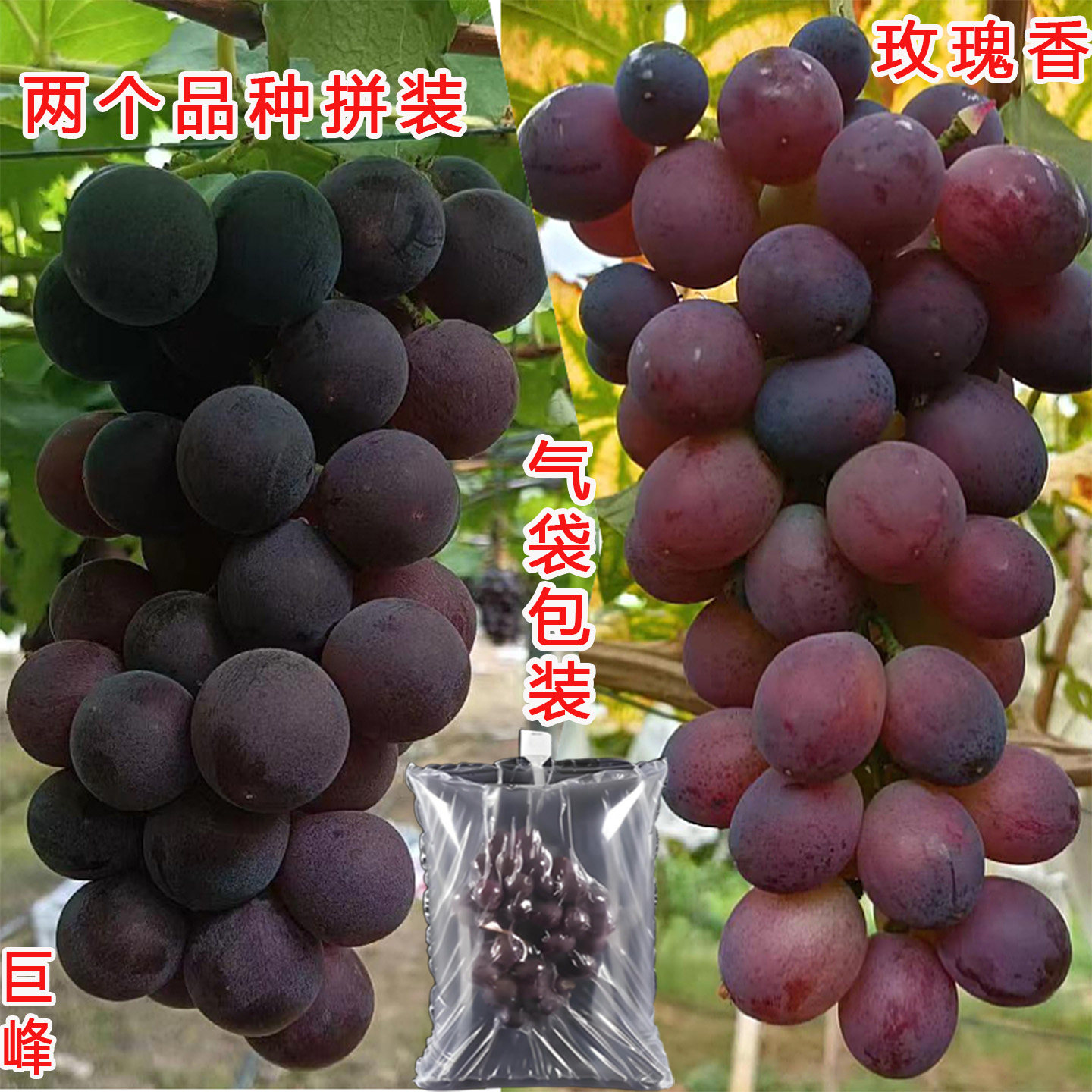 马陆玫瑰香巨峰巨丰葡萄果园新鲜现摘水果上海嘉定产5斤礼盒同城