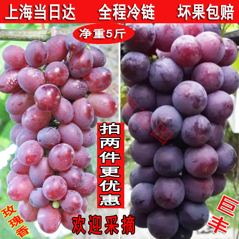 上海马陆葡萄玫瑰香巨峰巨丰葡萄果园现摘直销2品种拼装葡萄新鲜