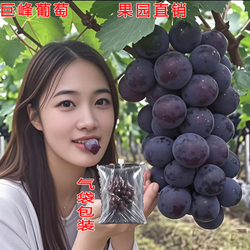 马陆润发葡萄园自产自销巨峰葡萄