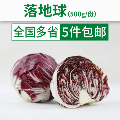 【包生鲜】新鲜红叶紫红菊苣500g