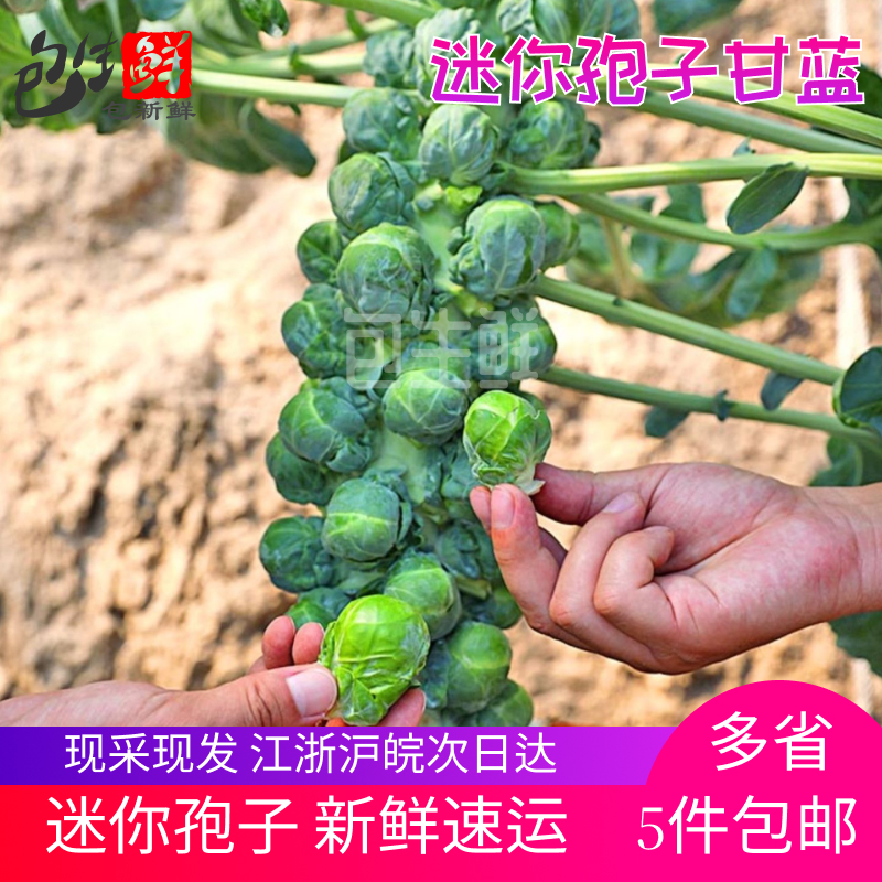 孢子甘蓝500g新鲜迷你卷心菜