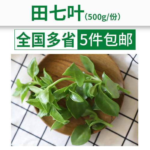田七穿心莲新鲜食用蔬菜