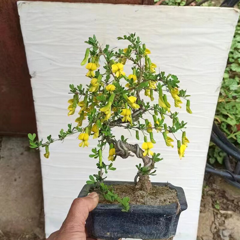 黄金雀盆景金雀花锦鸡花苗型树桩盆栽3月带花苞提根造型素材实拍