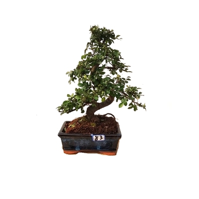 榆树老桩盆景济州真柏雀梅黄杨