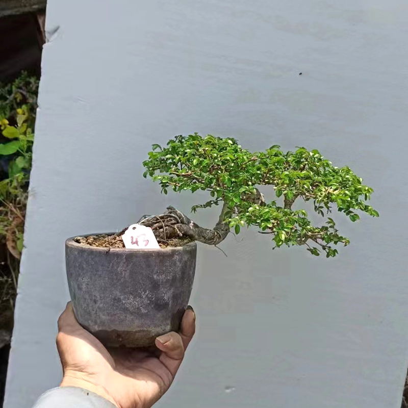 榆树盆景盆栽室内绿植一物一拍