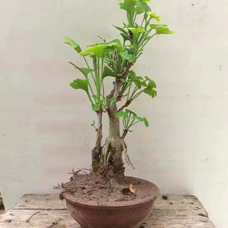杂木盆景银杏矮霸老桩盆景