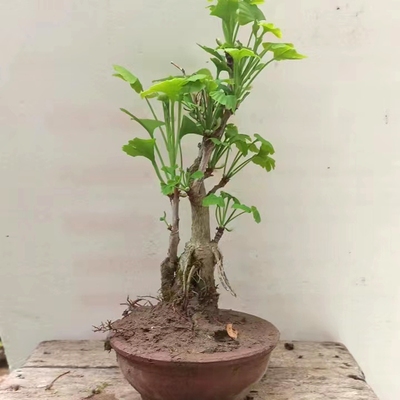 盆栽植物花卉银杏矮霸老桩盆景