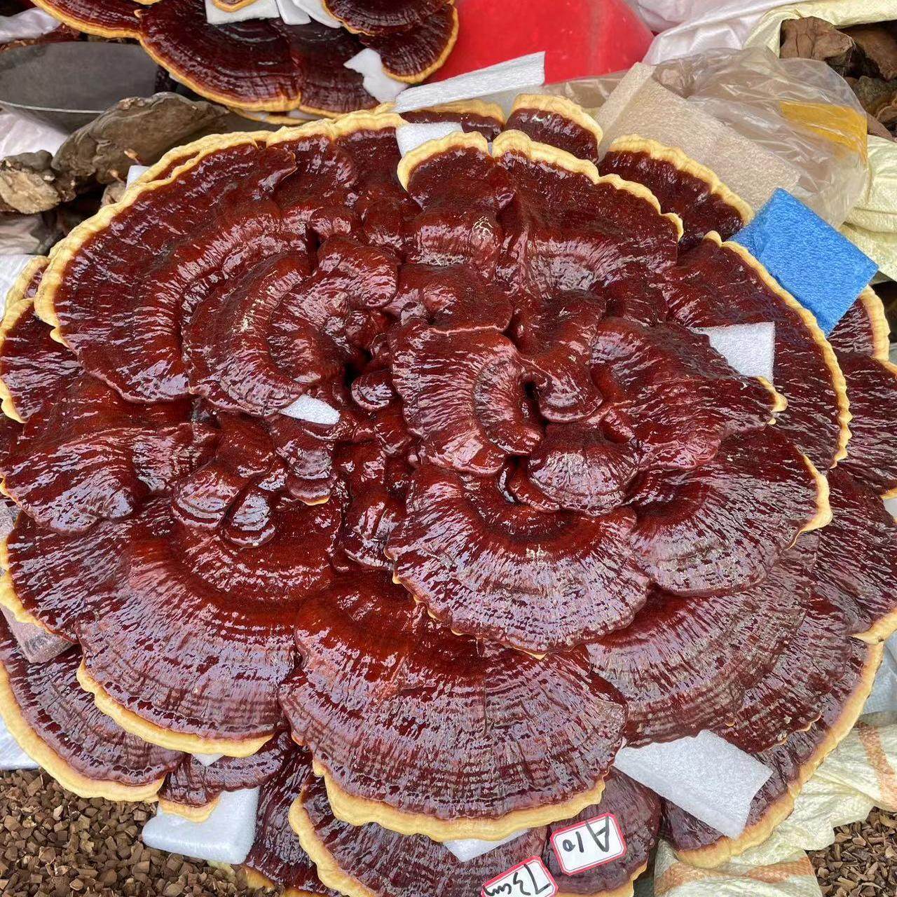长白山野生特大赤灵芝摆件