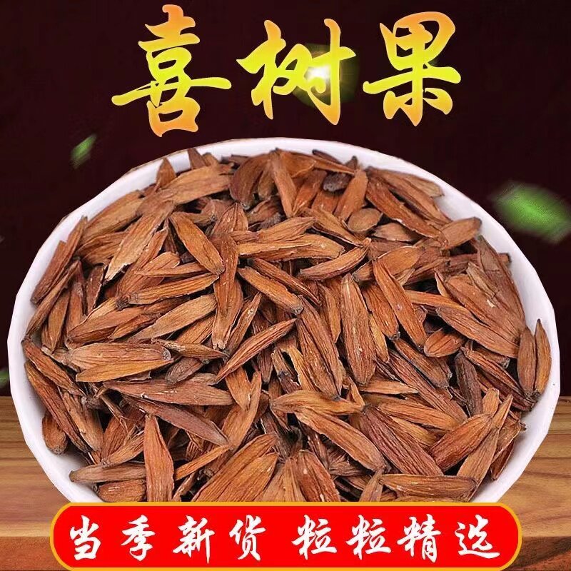 水栗子,水栗,水栗子图片(第10页)_大山谷图库