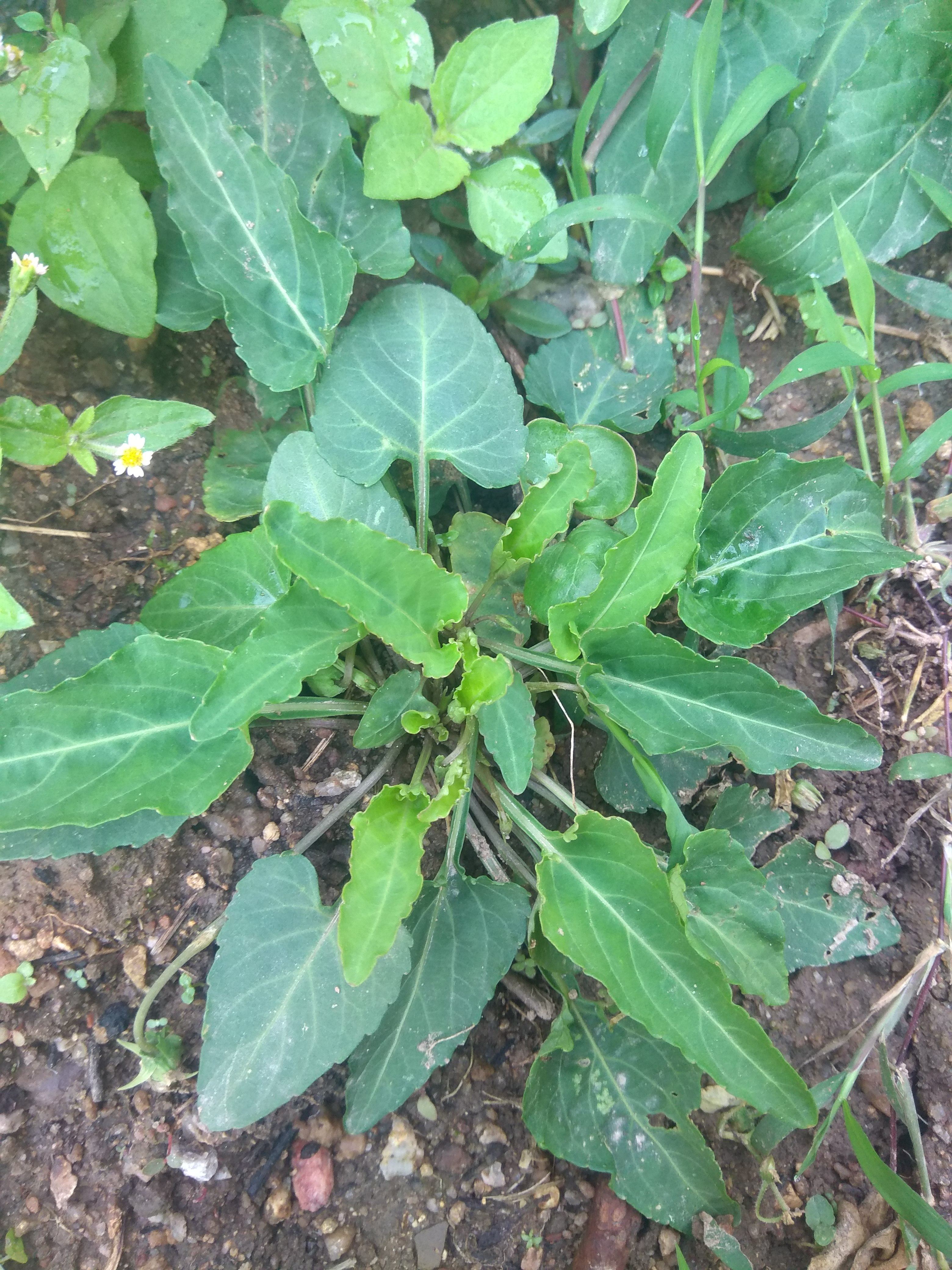 中草药 鲜品 紫花地丁 苦地丁 犁头草 2斤