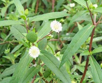 中草药 鲜品 旱莲草 墨旱莲 鳢肠草 滋补肝肾 45元两斤