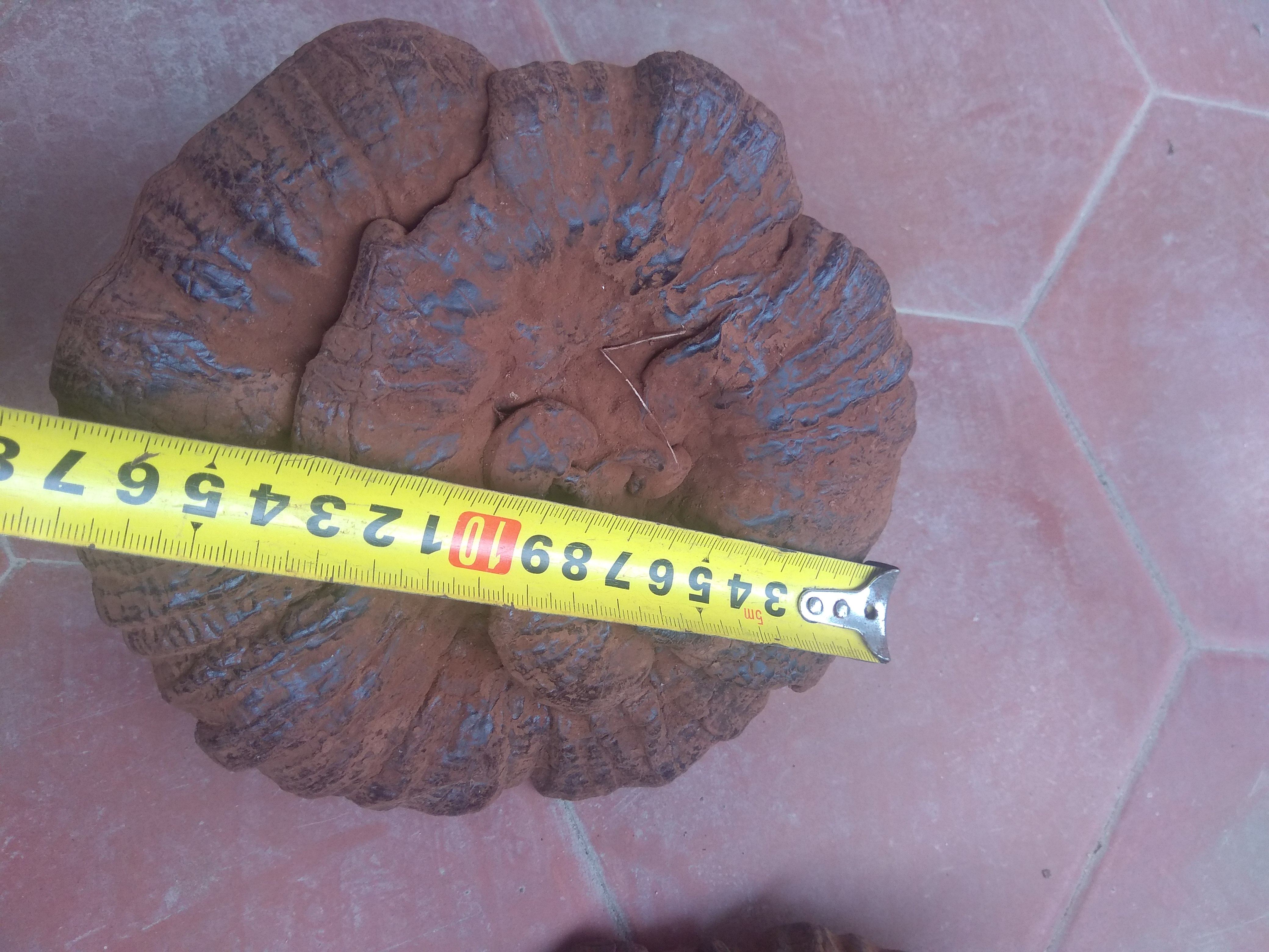 超大不苦 紫灵芝 黑灵芝 整枝灵芝 超厚孢子粉 半野生 4枝500g