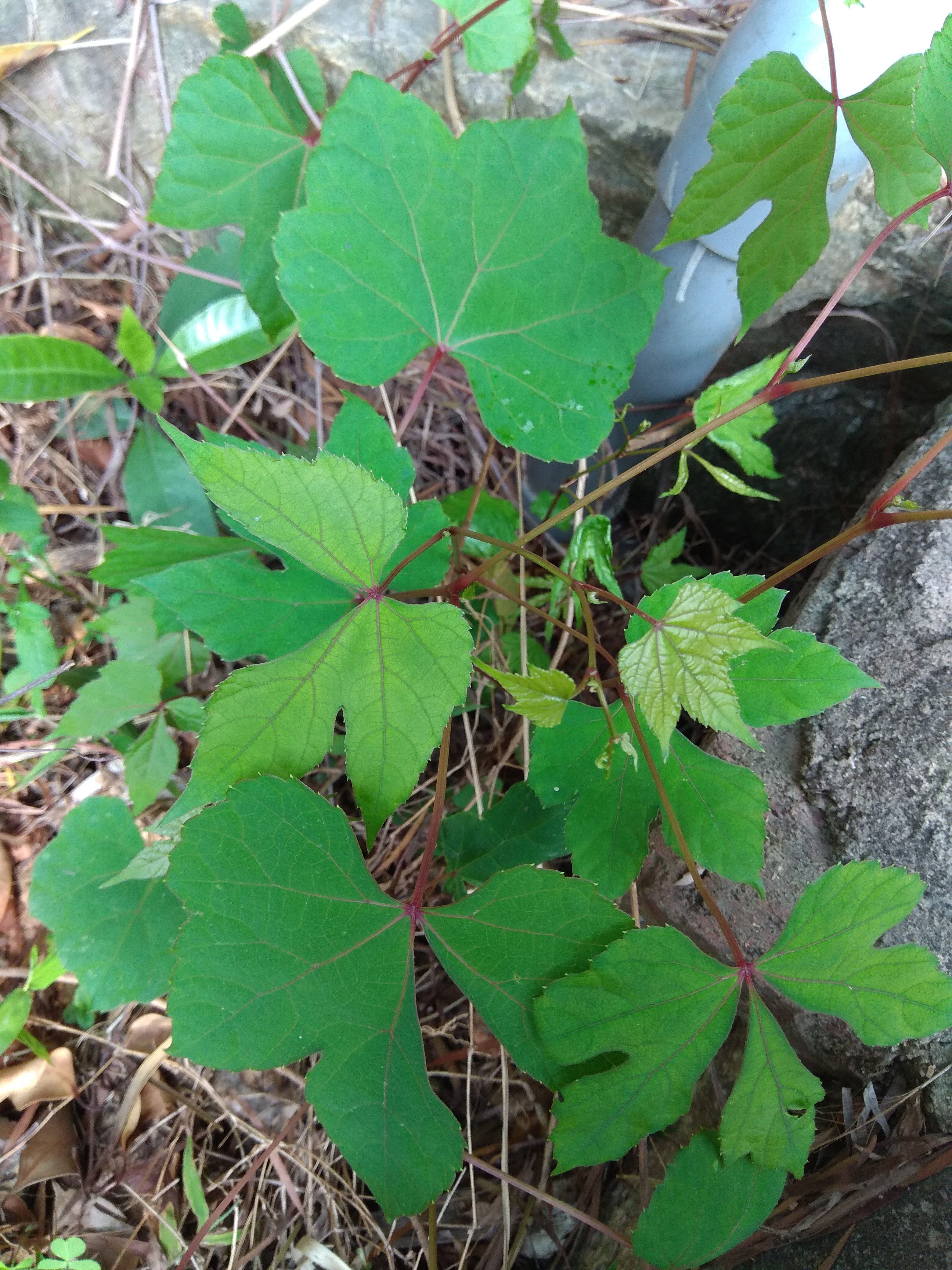 中草药 鲜品/干品 蛇葡萄根 山葡萄根 野葡萄根59元/2斤