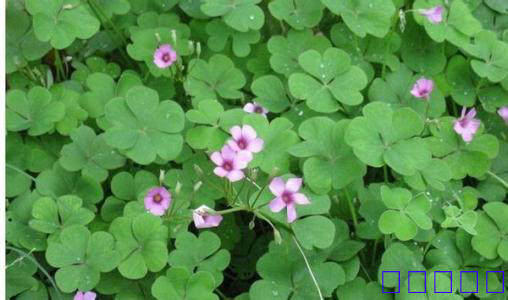 野生 中草药 鲜品 红花酢浆草 大酸味草 红花咸酸甜 大号酢酱草