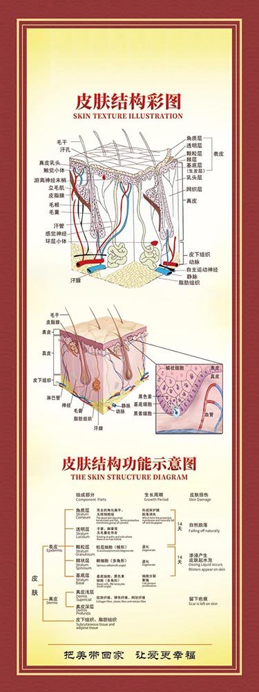 767装饰画写真海报印制展板喷绘挂图742肌肤皮肤组织结构图示意图