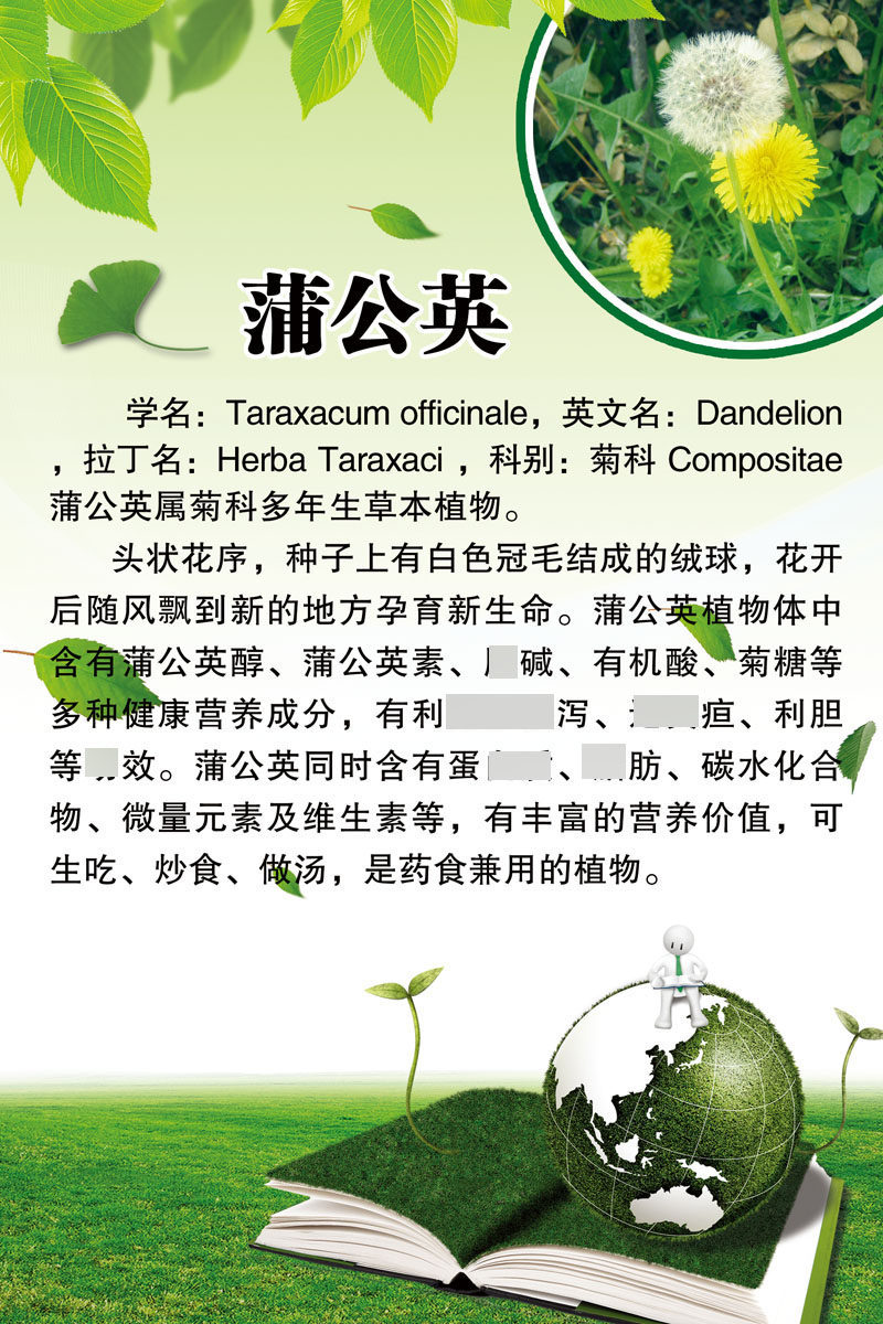 709居家海报定制印制展板印制贴纸素材878植物知识蒲公英简介