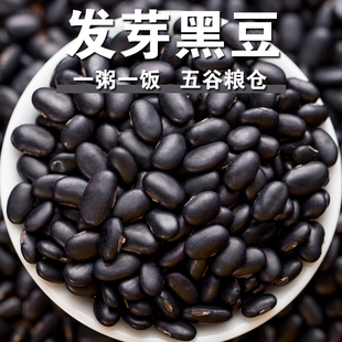 发芽专用黑豆黄芯黑豆发豆芽黑小豆芽苗菜水培豆芽 规格齐全