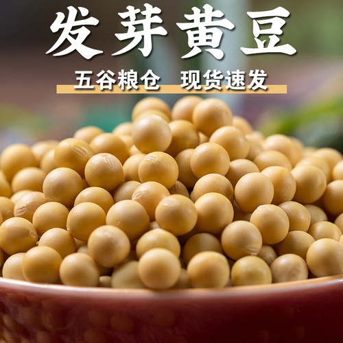 发芽黄豆1/3/5斤呆呆菇娘