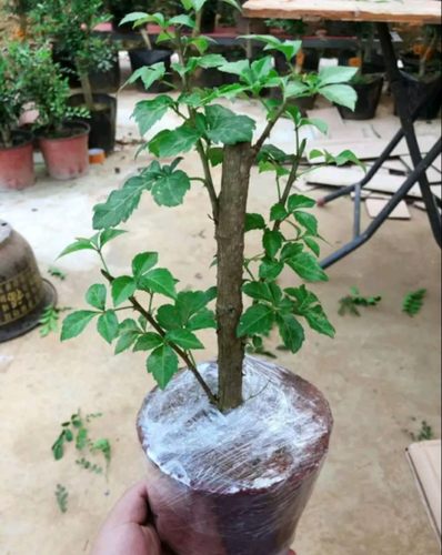 簕菜苗苦刺心潮汕苦刺心庭院绿植
