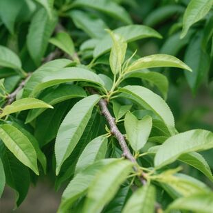 新鲜桃树枝叶嫩桃叶山毛桃叶桃子叶洗澡跳蚤 枝叶