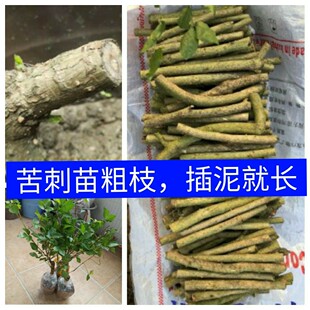 苦刺菜苗簕菜5棵苗苦刺心苗新鲜野菜苗白簕鲜嫩勒菜三加皮叶蔬菜