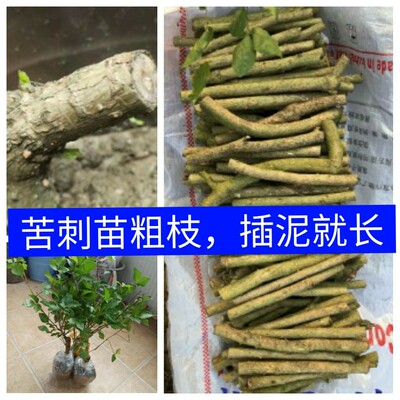刺菜簕菜新鲜鲜嫩三加蔬菜