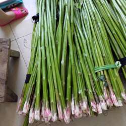 霉苋菜茎带刺刺苋新鲜汉菜梗臭菜茎农产品红苋菜茎臭豆腐原料野菜