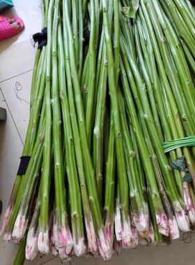 霉苋菜茎带刺刺苋新鲜汉菜梗臭菜茎农产品红苋菜茎臭豆腐原料野菜