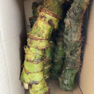 新鲜刺芋勒茨茹勒芋天河芋水刺芋勒藕勒慈茹