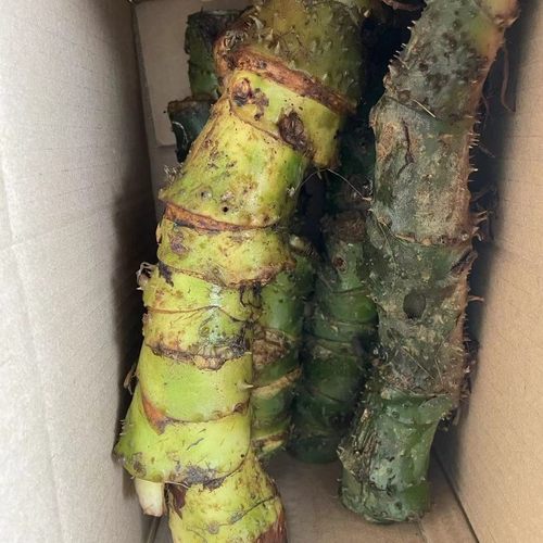 新鲜刺芋勒茨茹勒芋天河芋水刺芋勒藕勒慈茹