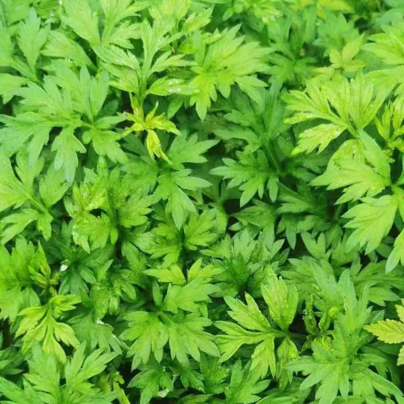 新鲜艾草叶青团粑粑清明草米果材料艾蒿糍粑现摘现发