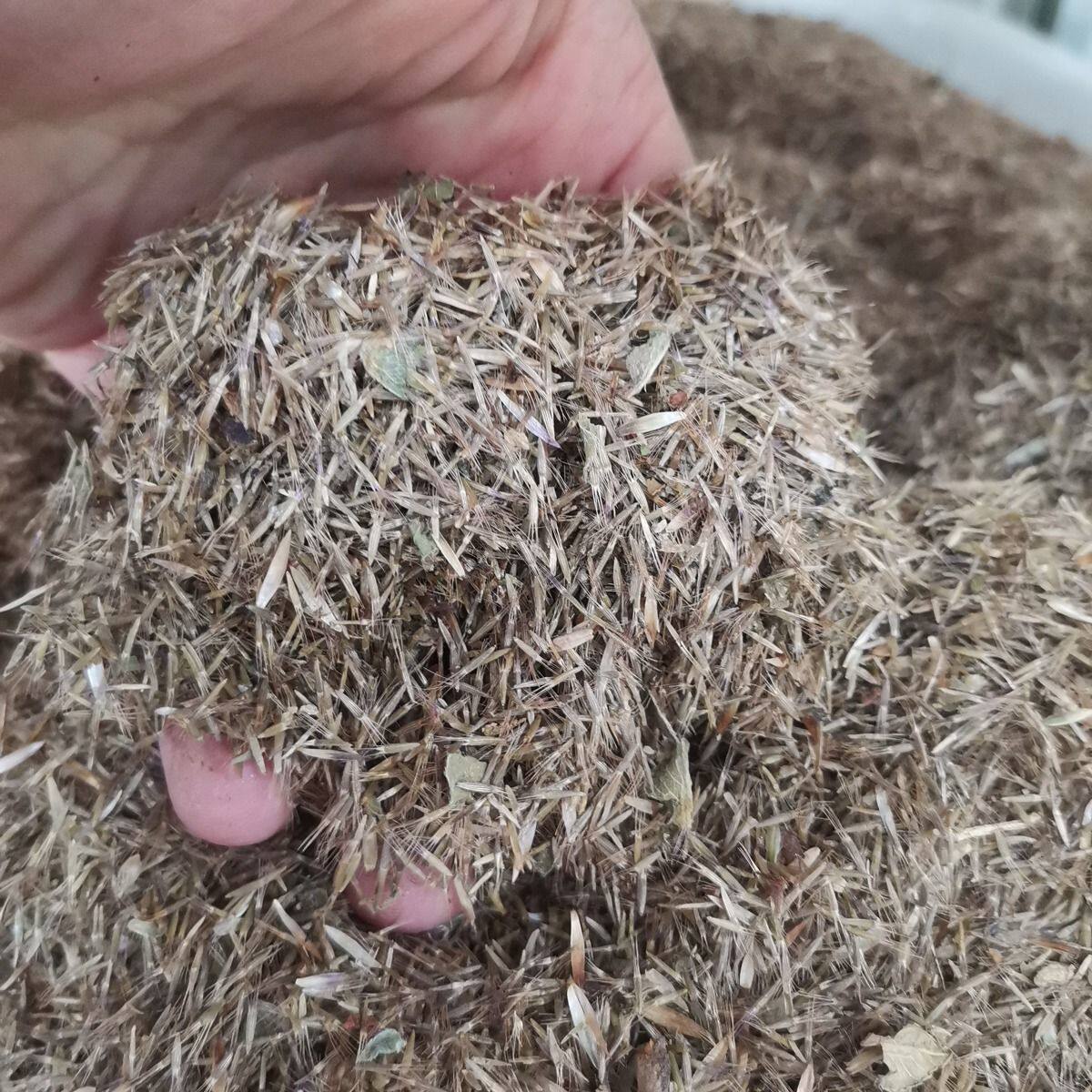 地胆头种子紫花矮脚苦地胆草鞋根子土柴胡天芥菜鸡疴粘牛契埔种籽