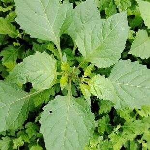 白花菜新鲜现摘野生龙葵草白花菜嫩芽叶假辣椒叶500g春天野菜臭花