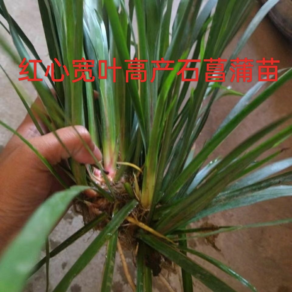 广西石菖蒲新鲜九节菖蒲