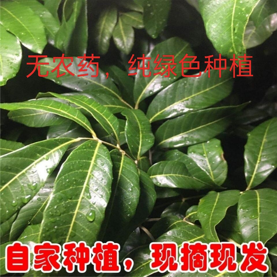 新鲜龙眼叶广西养龟叶子龟缸乌 龟龙眼叶 调节酸碱度 仿生态养龟图片