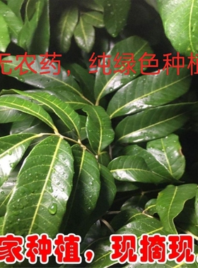 新鲜龙眼叶广西养龟叶子龟缸乌 龟龙眼叶 调节酸碱度 仿生态养龟