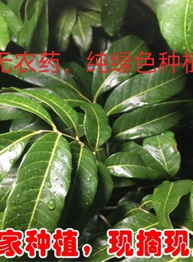新鲜龙眼叶广西养龟叶子龟缸乌 龟龙眼叶 调节酸碱度 仿生态养龟