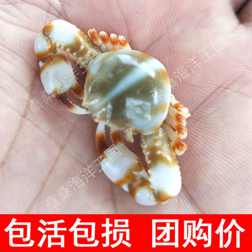 海葵活体价格 海葵活体图片 星期三