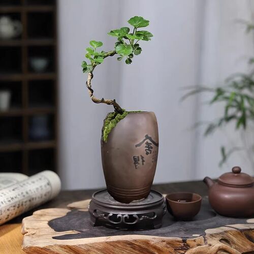 钱多多福禄桐室内好养招财盆景