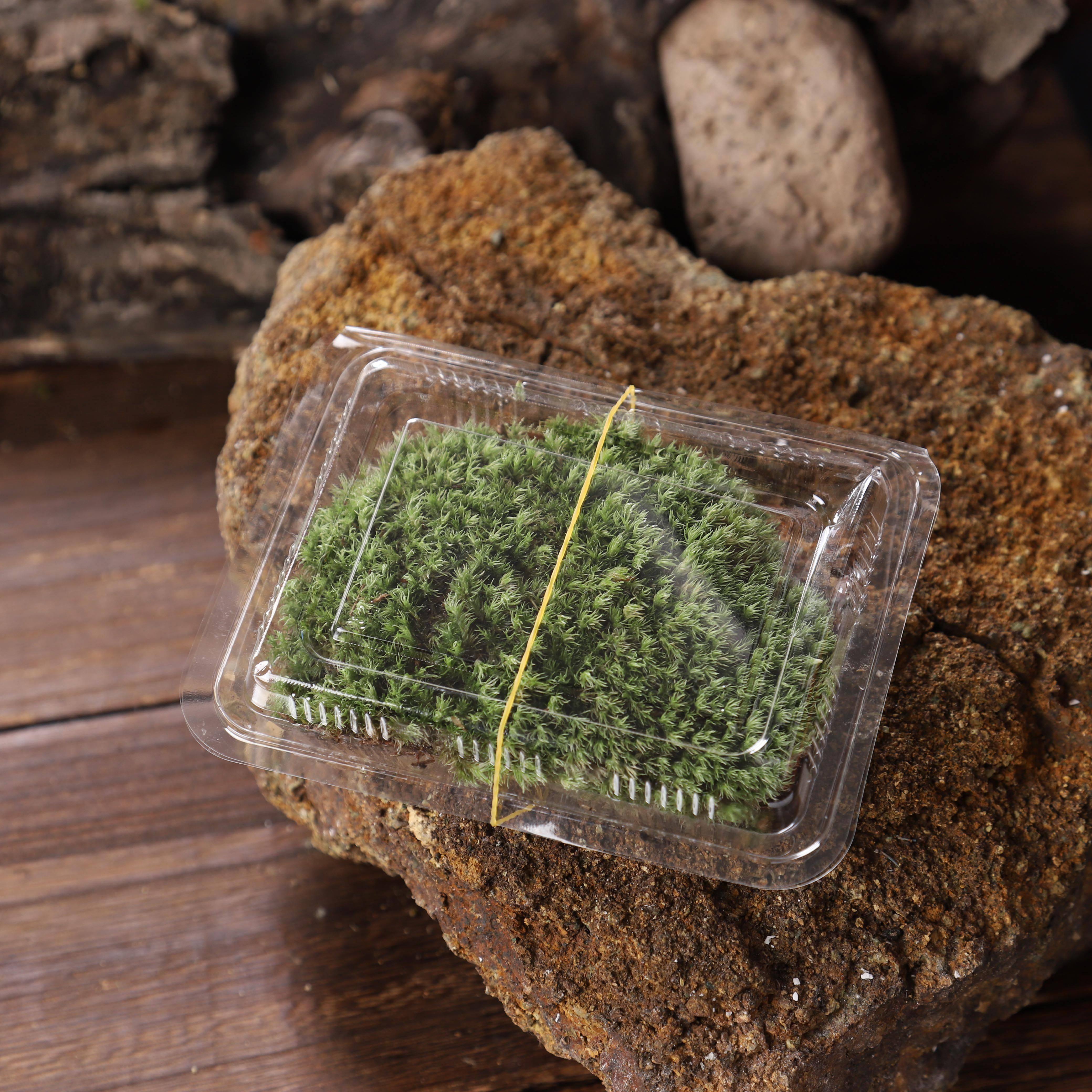 【单拍不发货】 文竹专用苔藓铺面,鲜花速递/花卉仿真/绿植园艺,造型盆景,淘宝优惠券,粉丝福利购,淘宝优惠卷