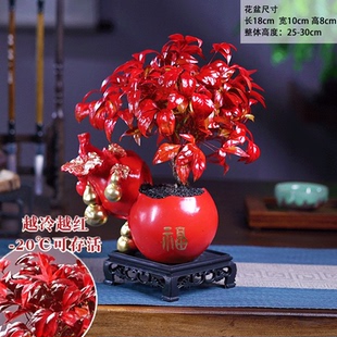火焰南天竹盆栽客厅室内绿植红叶桌面盆景小矮桩特级树苗四季好养