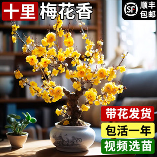 腊梅花树苗盆栽原生嫁接易活耐寒室内外庭院浓香丛生老桩腊梅花卉