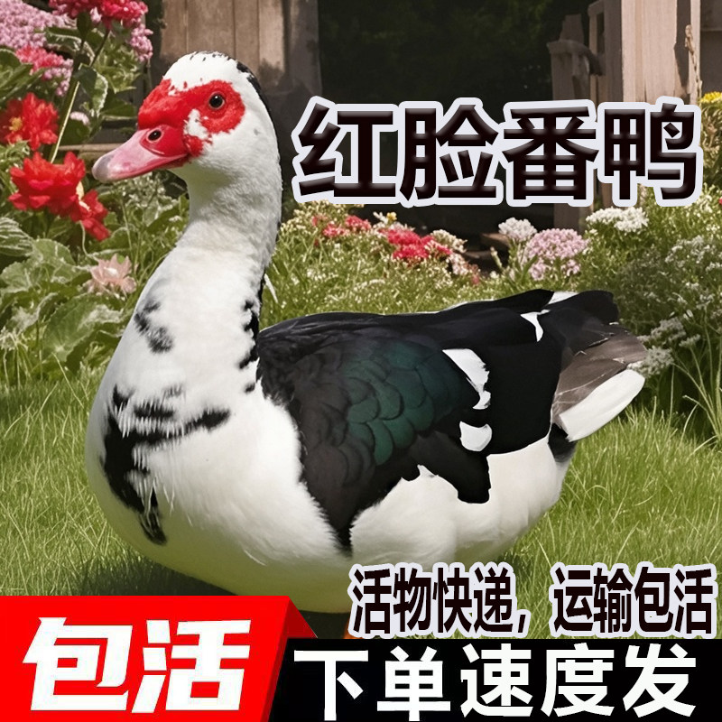 成年番鸭活鸭正宗黑番鸭大种西洋鸭活体大型红脸鸭火鸭种鸭鸳鸯鸭