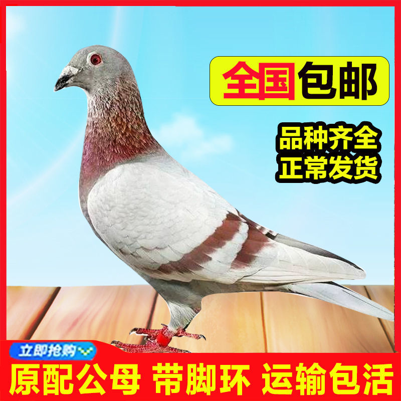 鸽子活体信鸽活鸽子家养活信鸽大型鸽赛鸽活鸽子青年鸽幼鸽子