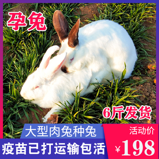 6斤成年种兔孕兔可繁殖公母非一对大型兔子活物比利时肉兔包邮